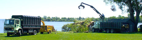 Our services include Tree Trimming, Tree Removal, Storm Damage, Tiebolting & Cabling, and more...