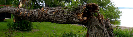 Storm Damage & Emergency Tree Services