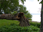 Storm-damaged tree by the lake